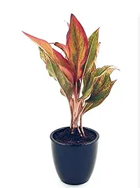 ENRICH PLANTS : AGLONEMA LIPSTICK, Home Dcor Live Plant, Air Purifying,-thumb4