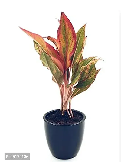 ENRICH PLANTS : AGLONEMA LIPSTICK, Home Dcor Live Plant, Air Purifying,-thumb5