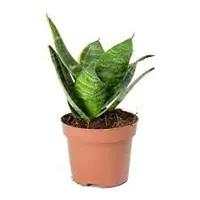 ENRICH PLANTS :: Sansevieria - Snake plant :: Natural Live Plant :: Plastic Pot :: Air Purifying :: Home Decor ::-thumb2