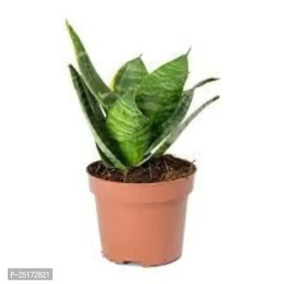 ENRICH PLANTS :: Sansevieria - Snake plant :: Natural Live Plant :: Plastic Pot :: Air Purifying :: Home Decor ::-thumb3