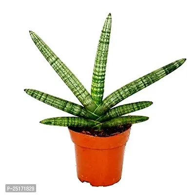 ENRICH PLANTS : Sansevieria Cylindrica Boncel, Snake Plant,Live Plant, Air Purifying,Home Dcor Plant,-thumb4