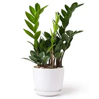 ENRICH PLANTS : ZAMIA (ZZ Plant),Live Plant, Air Purifying,Home Decor Plant,-thumb4