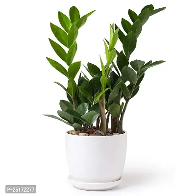 ENRICH PLANTS : ZAMIA (ZZ Plant),Live Plant, Air Purifying,Home Decor Plant,-thumb5