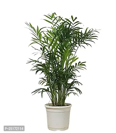 ENRICH PLANTS : PALM,Live Plant, Air Purifying, Home Decor Plant,-thumb3