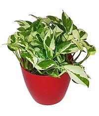 ENRICH PLANTS : Moneyplant Scindapsus,Live Plant, Air Purifying, Good Luck.-thumb2