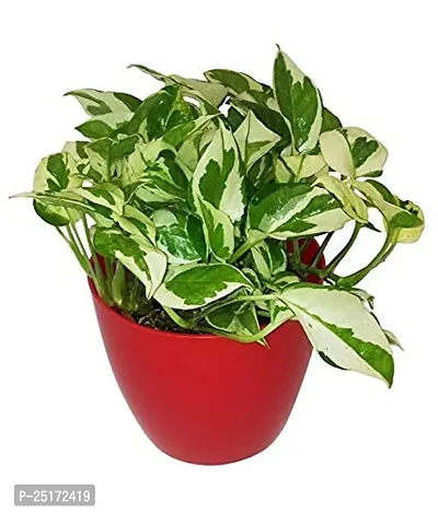 ENRICH PLANTS : Moneyplant Scindapsus,Live Plant, Air Purifying, Good Luck.-thumb3