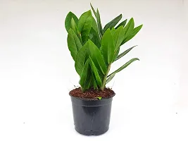 ENRICH PLANTS : ZAMIA (ZZ Plant),Live Plant, Air Purifying,Home Decor Plant,-thumb3