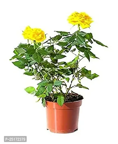 ENRICH PLANTS : ROSE,Live Plant, Air Purifying,Home Dcor Plant,