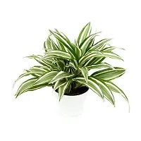 ENRICH PLANTS : CLOROPHYTUM Spider,Live Plant, Air Purifying, Home Decor Plant,-thumb2