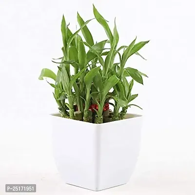 ENRICH PLANTS : LUCKY BAMBOO, 2 Layer, Good Fortune Live Plant, Home Decor Plant,