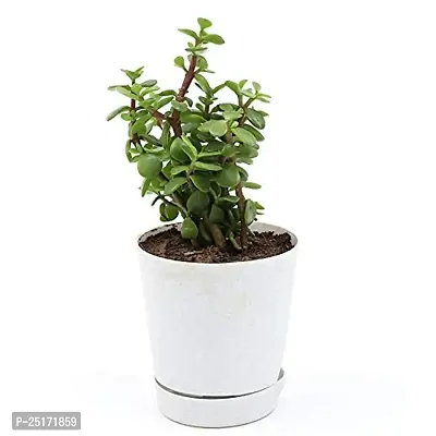 ENRICH PLANTS : JADE, Good Luck, Home Decor Live Plant, Air Purifying,