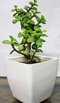 ENRICH PLANTS : JADE, Good Luck, Home Decor Live Plant, Air Purifying,-thumb3