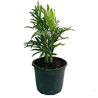 ENRICH PLANTS : ARECA PALM,Live Plant, Air Purifying, Home Decor Plant,-thumb1