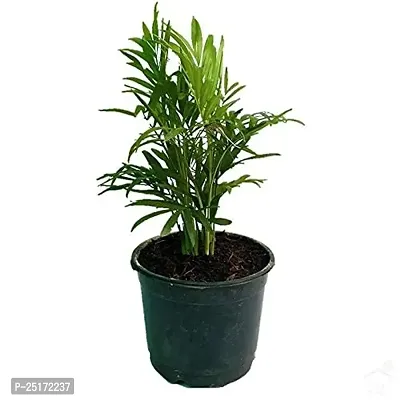 ENRICH PLANTS : ARECA PALM,Live Plant, Air Purifying, Home Decor Plant,-thumb2