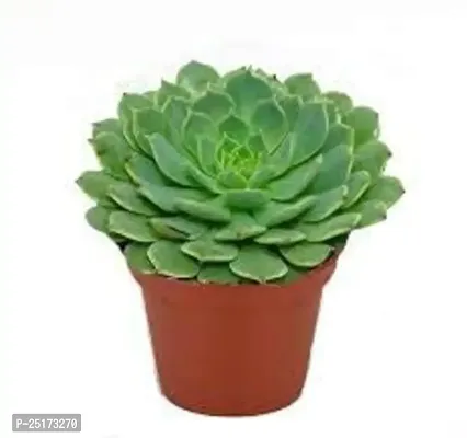 Enrich Plants Live Plants for Indoor Home Dcor | SUCCULENT |Indoor Plant|SHLOKU_3783(1)-thumb2