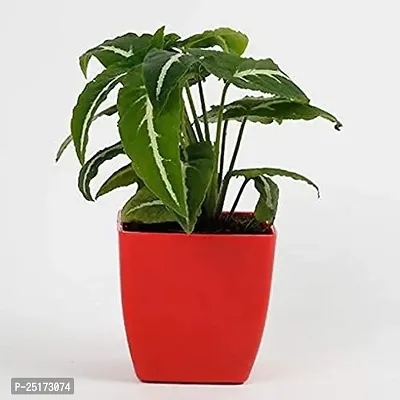 ENRICH PLANTS : SYNGONIUM, Home Dcor Live Plant, Air Purifying,-thumb0