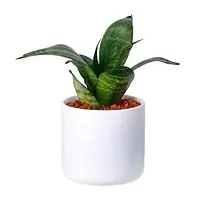 ENRICH PLANTS :: Sansevieria - Snake plant :: Natural Live Plant :: Plastic Pot :: Air Purifying :: Home Decor ::-thumb1