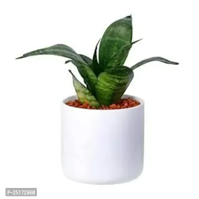 ENRICH PLANTS :: Sansevieria - Snake plant :: Natural Live Plant :: Plastic Pot :: Air Purifying :: Home Decor ::-thumb2