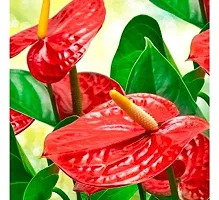 ENRICH PLANTS : ANTHURIUM RED, Exotic Live Plant, Home Decor Plant, Air Purifying,-thumb2