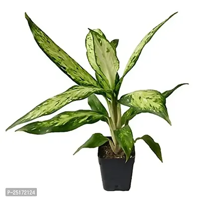 ENRICH PLANTS : Diffenbacha, Home Dcor Live Plant, Air Purifying,-thumb0