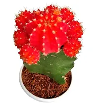 ENRICH PLANTS :: Moon Cactus Red :: Natural Live Plant :: Plastic Pot :: Air Purifying :: Home Decor ::-thumb1