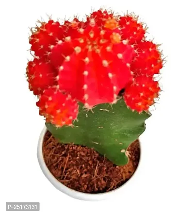 ENRICH PLANTS :: Moon Cactus Red :: Natural Live Plant :: Plastic Pot :: Air Purifying :: Home Decor ::-thumb2