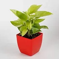 ENRICH PLANTS : Golden Moneyplant,Live Plant, Air Purifying, Good Luck.-thumb1