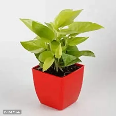 ENRICH PLANTS : Golden Moneyplant,Live Plant, Air Purifying, Good Luck.-thumb2