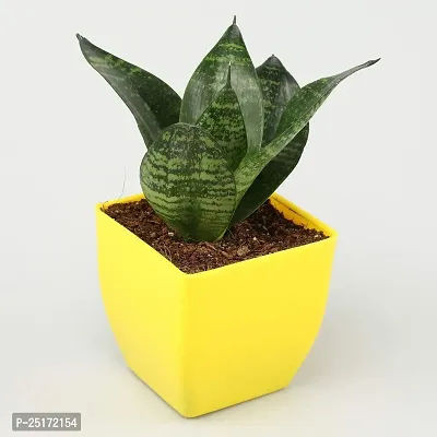 ENRICH PLANTS : Sansevieria Hahnii Green Dwarf, Snake Plant,Live Plant, Air Purifying,Home Dcor Plant,