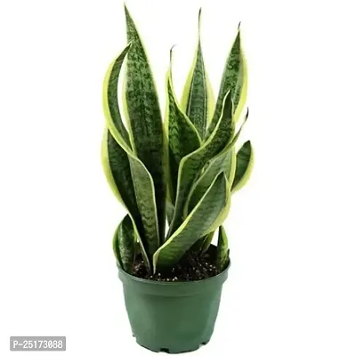 ENRICH PLANTS :: Sansevieria - Snake plant :: Natural Live Plant :: Plastic Pot :: Air Purifying :: Home Decor ::