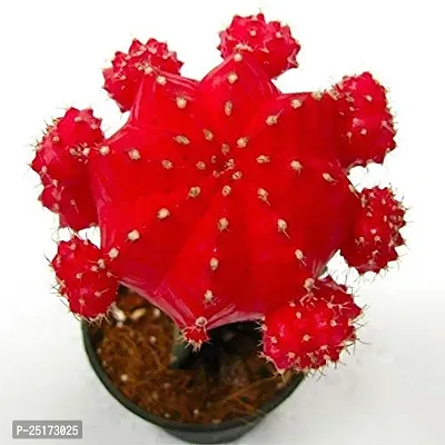 ENRICH PLANTS : Moon Cactus (RED),Live Plant, Air Purifying, Succulent,-thumb3