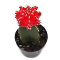 ENRICH PLANTS :: Moon Cactus Red :: Natural Live Plant :: Plastic Pot :: Air Purifying :: Home Decor Plant ::-thumb2