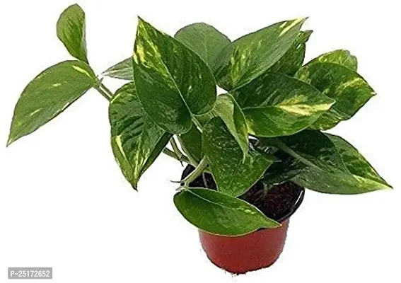 ENRICH PLANTS : Green Moneyplant,Live Plant, Air Purifying, Good Luck.-thumb0