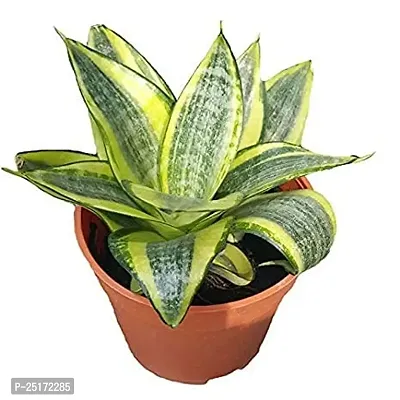 ENRICH PLANTS : Sansevieria Hahnii Golden, Snake Plant,Live Plant, Ceramic Pot, Air Purifying,Home Dcor Plant,