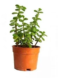 ENRICH PLANTS : JADE, Good Luck, Home Decor Live Plant, Air Purifying,-thumb4