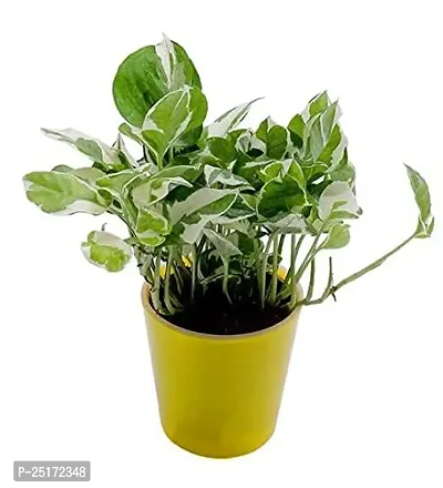 ENRICH PLANTS : Moneyplant Scindapsus,Live Plant, Air Purifying, Good Luck.-thumb0