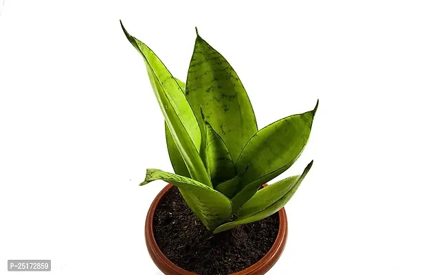 ENRICH PLANTS : Sensevieria Moonshine, Snake Plant,Live Plant, Air Purifying,Home Dcor Plant,