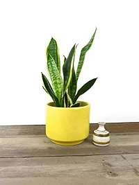 ENRICH PLANTS :: Sansevieria - Snake plant :: Natural Live Plant :: Plastic Pot :: Air Purifying :: Home Decor ::-thumb1