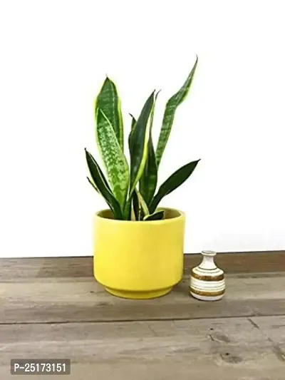 ENRICH PLANTS :: Sansevieria - Snake plant :: Natural Live Plant :: Plastic Pot :: Air Purifying :: Home Decor ::-thumb2