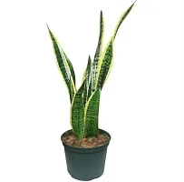 ENRICH PLANTS :: Sansevieria - Snake plant :: Natural Live Plant :: Plastic Pot :: Air Purifying :: Home Decor ::-thumb2