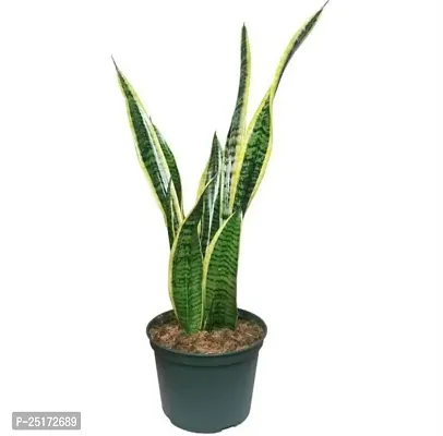 ENRICH PLANTS :: Sansevieria - Snake plant :: Natural Live Plant :: Plastic Pot :: Air Purifying :: Home Decor ::-thumb3