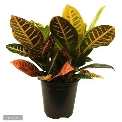 ENRICH PLANTS : CROTON, Home Dcor Live Plant, Air Purifying,-thumb2