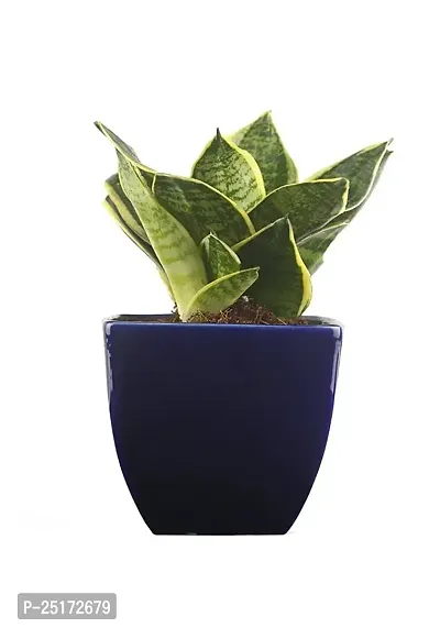 ENRICH PLANTS : Sansevieria Dwarf Laurentii, Snake Plant,Live Plant, Ceramic Pot, Air Purifying,Home Dcor Plant,