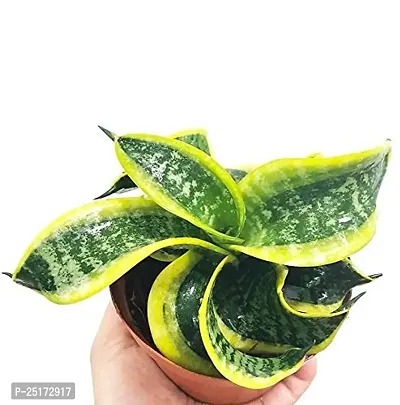 ENRICH PLANTS : Sansevieria Jade Marginata, Snake Plant,Live Plant, Air Purifying,Home Dcor Plant,