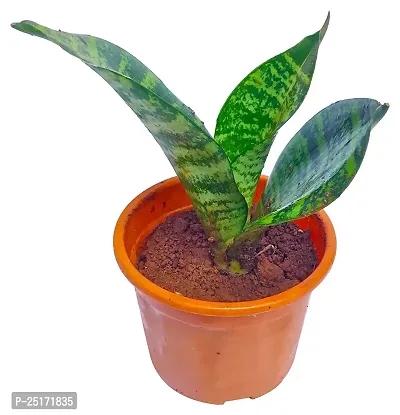 ENRICH PLANTS : Sansevieria Hahnii Green Dwarf, Snake Plant,Live Plant, Air Purifying,Home Dcor Plant,