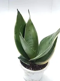 ENRICH PLANTS :: Sansevieria - Snake plant :: Natural Live Plant :: Plastic Pot :: Air Purifying :: Home Decor ::-thumb1