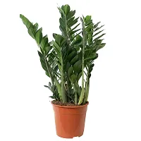 ENRICH PLANTS : ZAMIA (ZZ Plant),Live Plant, Air Purifying,Home Decor Plant,-thumb4