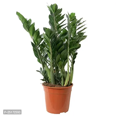 ENRICH PLANTS : ZAMIA (ZZ Plant),Live Plant, Air Purifying,Home Decor Plant,-thumb5