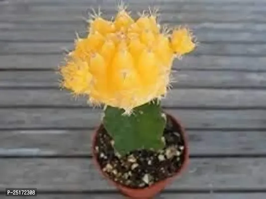 ENRICH PLANTS : Moon Cactus (Yellow),Live Plant, Air Purifying, Succulent,-thumb4