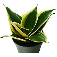 ENRICH PLANTS : Sansevieria Jade Marginata, Snake Plant,Live Plant, Air Purifying,Home Dcor Plant,-thumb2